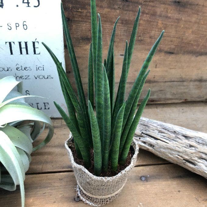 ☆ポットごと♡ミカド♡希少♡バキュラリス♡サンスベリア♡インテリア