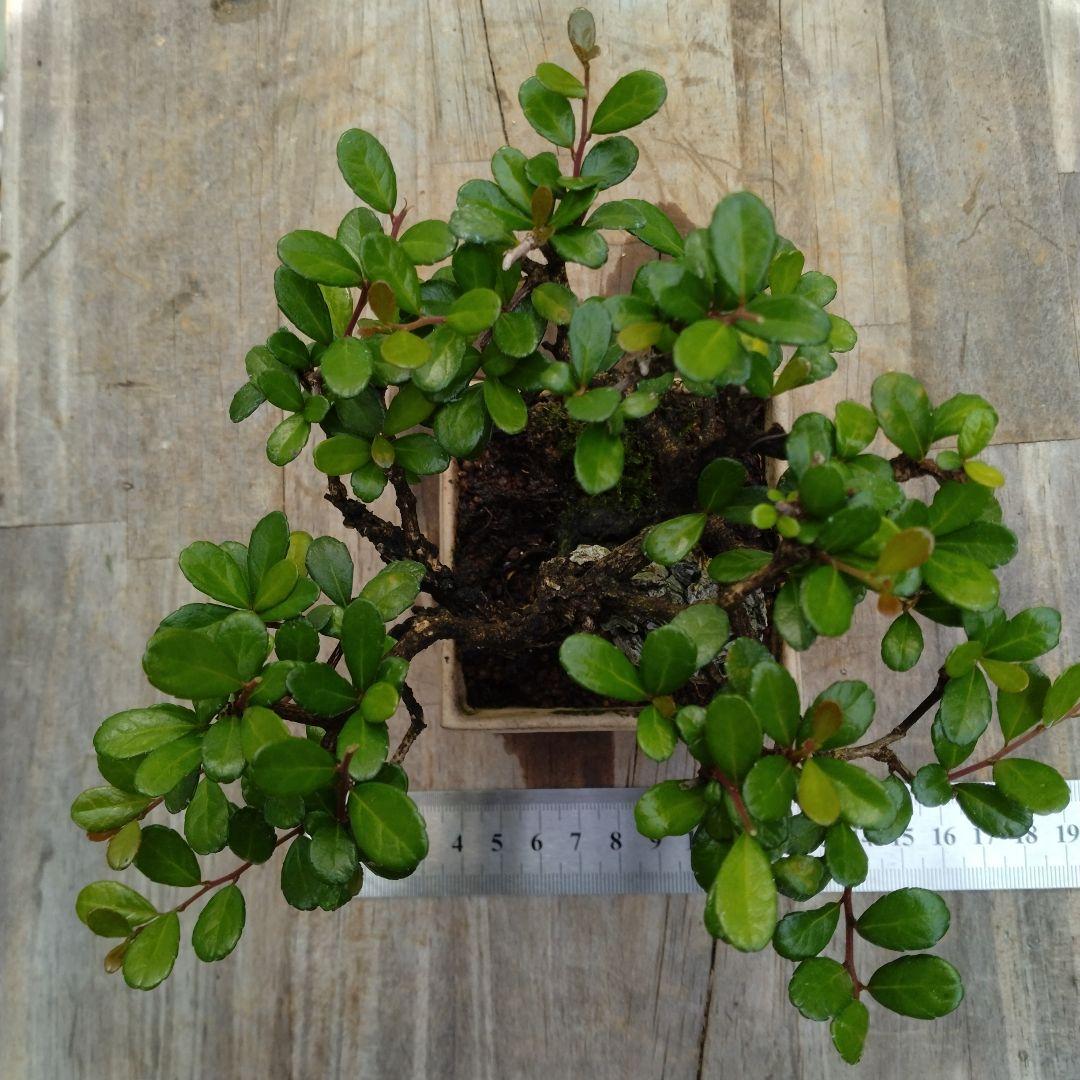 ハリツルマサキ。小品盆栽。 - メルカリ