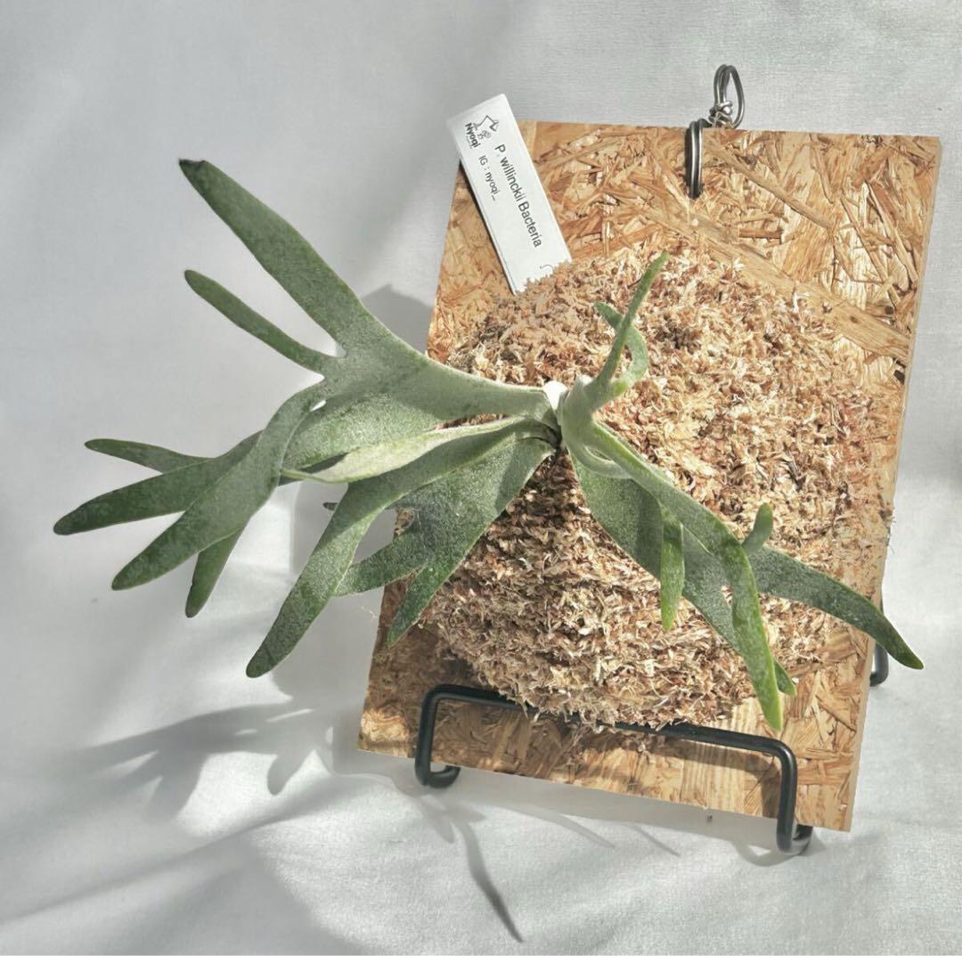 SALE】P. Willinckii Bacteria (TC)【60】 - メルカリ