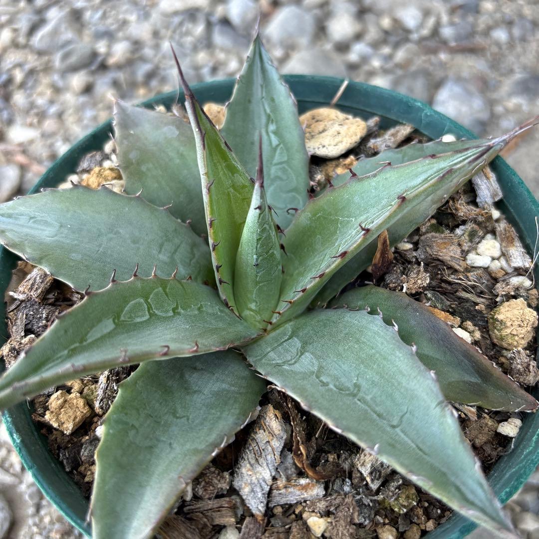 アガベ ショータイム オバティフォリアX笹の雪 ハイブリッド - メルカリ