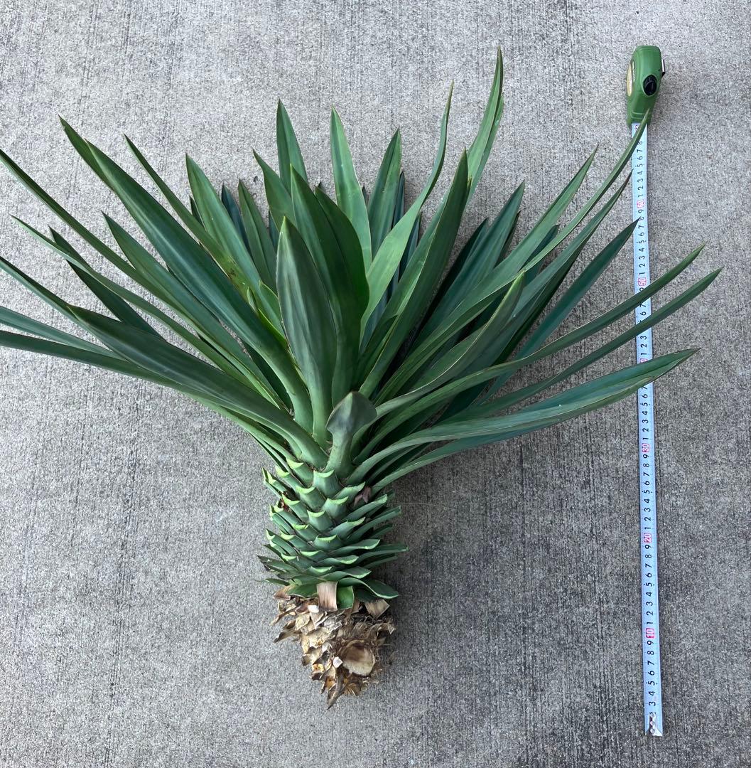 切り株 【良型】ユッカグロリオサ キミガヨラン - メルカリ