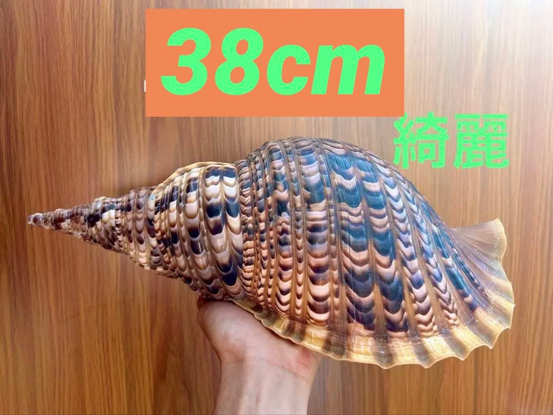 法螺貝　38cm 天然そのままの色(とっても綺麗) 蓋付 法螺貝（サイズ：38.5cm） | 貝のアクセサリー専門店海の宝石蜂屋