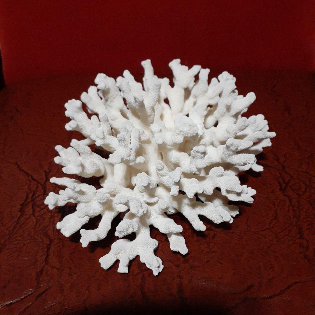 白珊瑚 天然物 置物 - メルカリ
