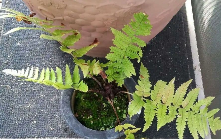 ワケアリ 中⑭ 品種不明シダ