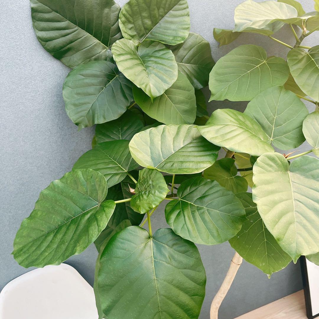 現品］22番 フィカス ウンベラータ 8号 観葉植物 室内 大型 ゴムの木