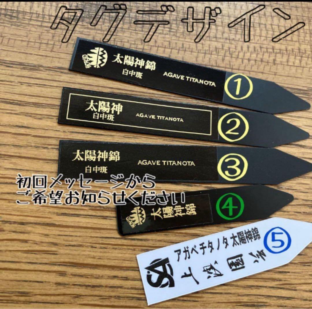 速達【鉢ごと発送】③強棘 アガベ 太陽神錦 白中斑 TC 発根済み - メルカリ