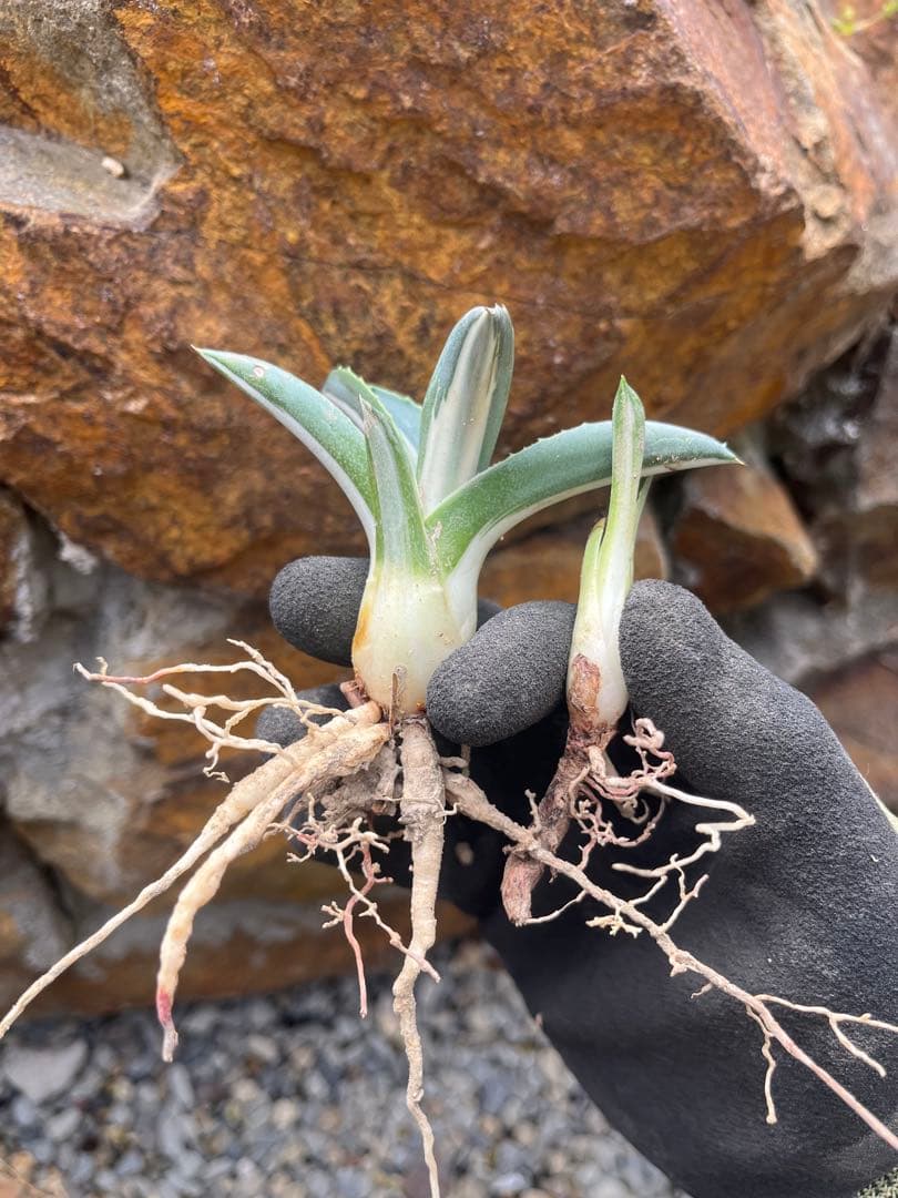 アガベ アメリカーナ 華厳 子株 2株 セット抜き苗 - メルカリ