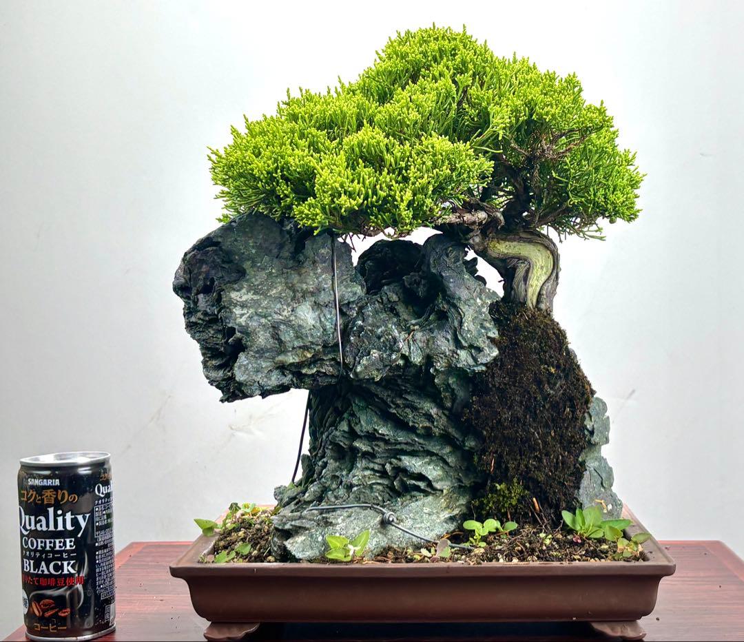 石付き真柏盆栽☆ 石付き真柏 |盆栽妙 – 盆栽妙 本店