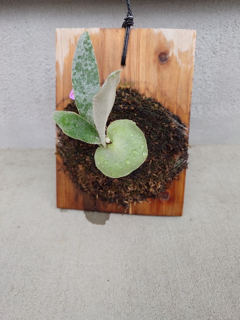 ビカクシダP 'Elsa' Pewchan  Queen F307 子株 楽天市場】ビカクシダ P.'Elsa'(Pewchan'Snow Queen F307') 現品販売