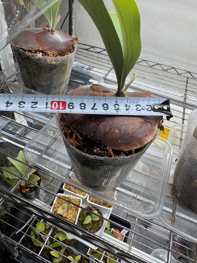 ビカクシダ P. willinckii 'Sariel' 子株 希少選抜株 - メルカリ