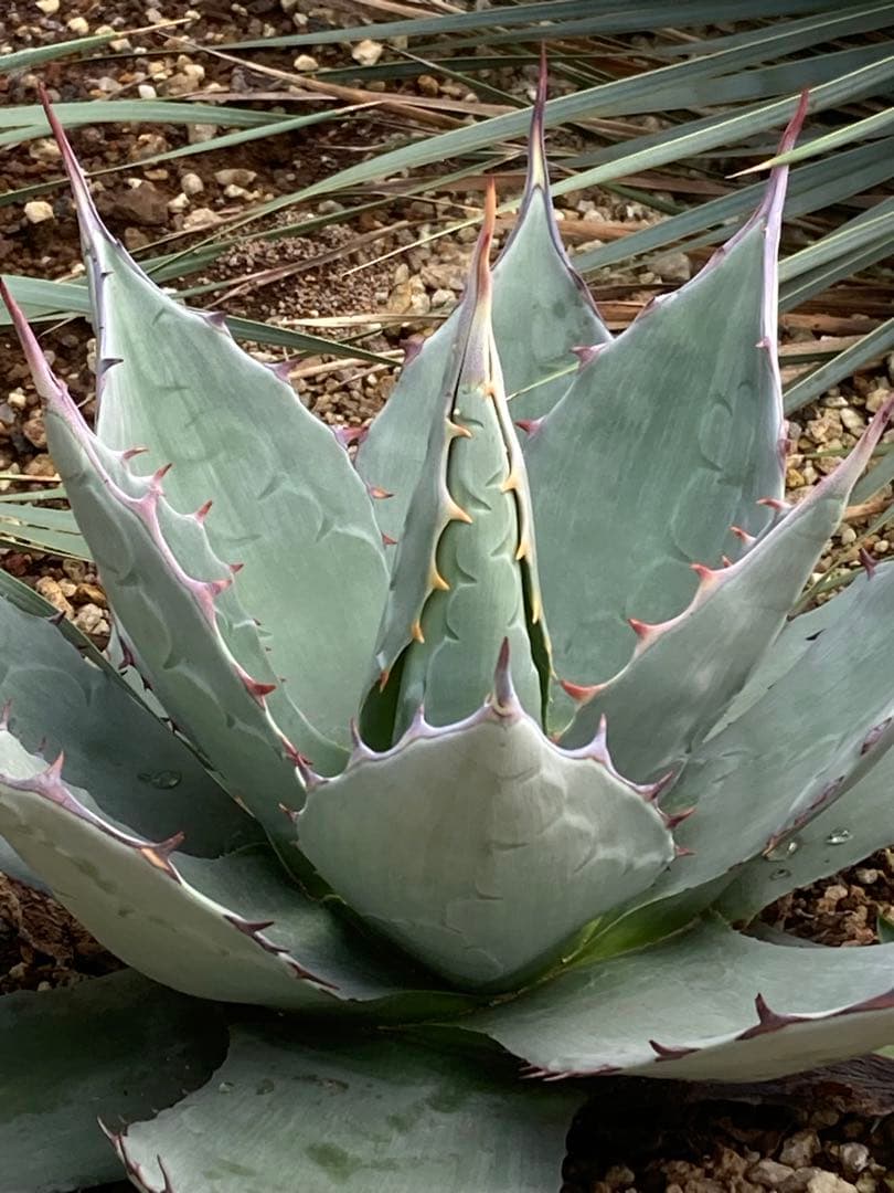 超希少！Parryi Guanajuato アガベ パリー グアナファト 親株！ - メルカリ