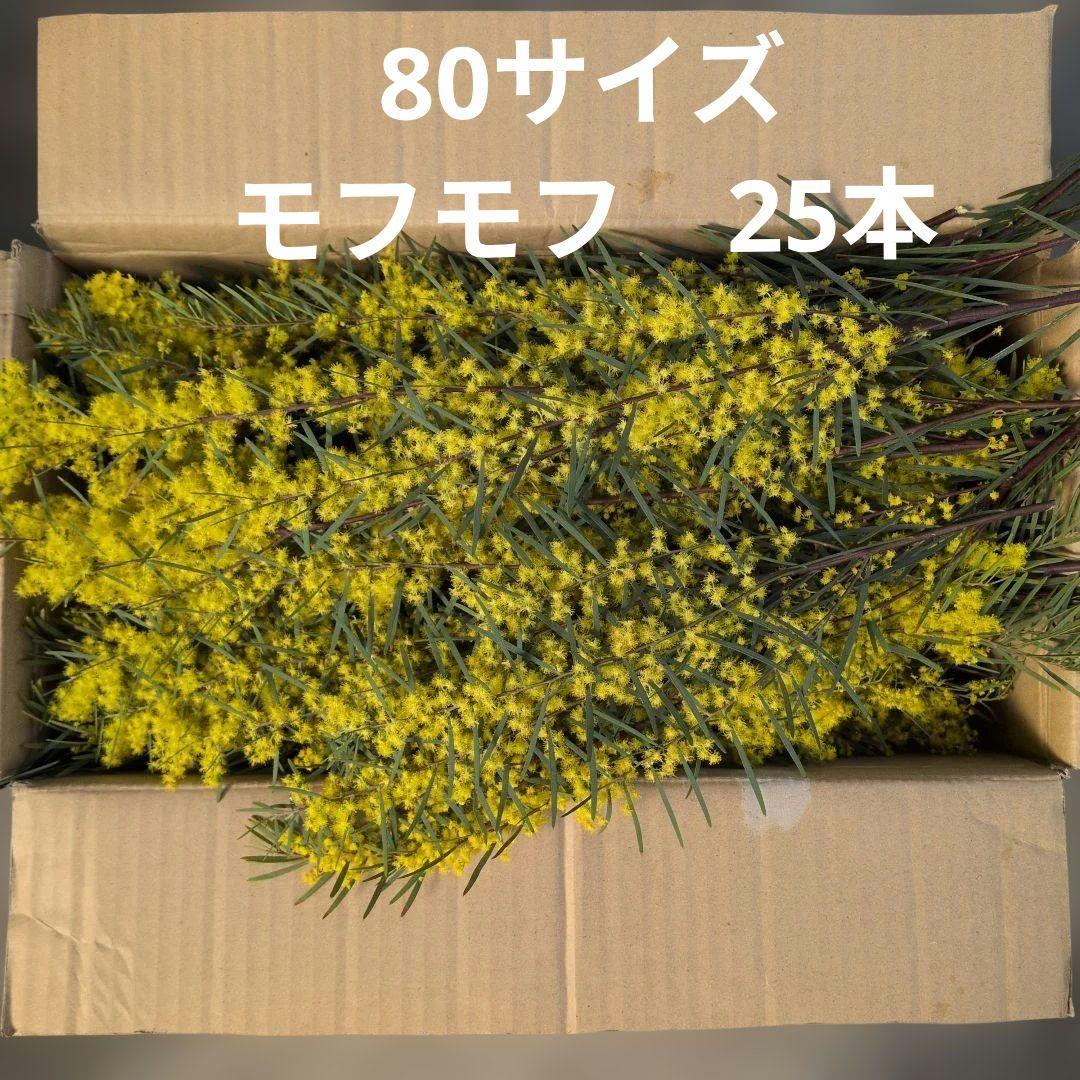 ミモザ アカシア スノーウィーリバー ドライ フレッシュ 80サイズ発送