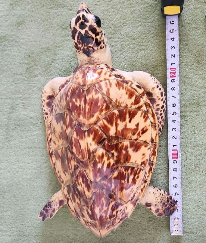 y【超美品】ウミガメの剥製 タイマイ 国際希少野生動植物種登録票有