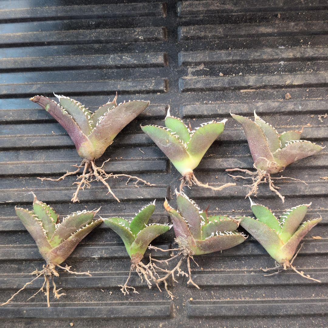 特価 SAD7株セット アガベ チタノタ150 - メルカリ