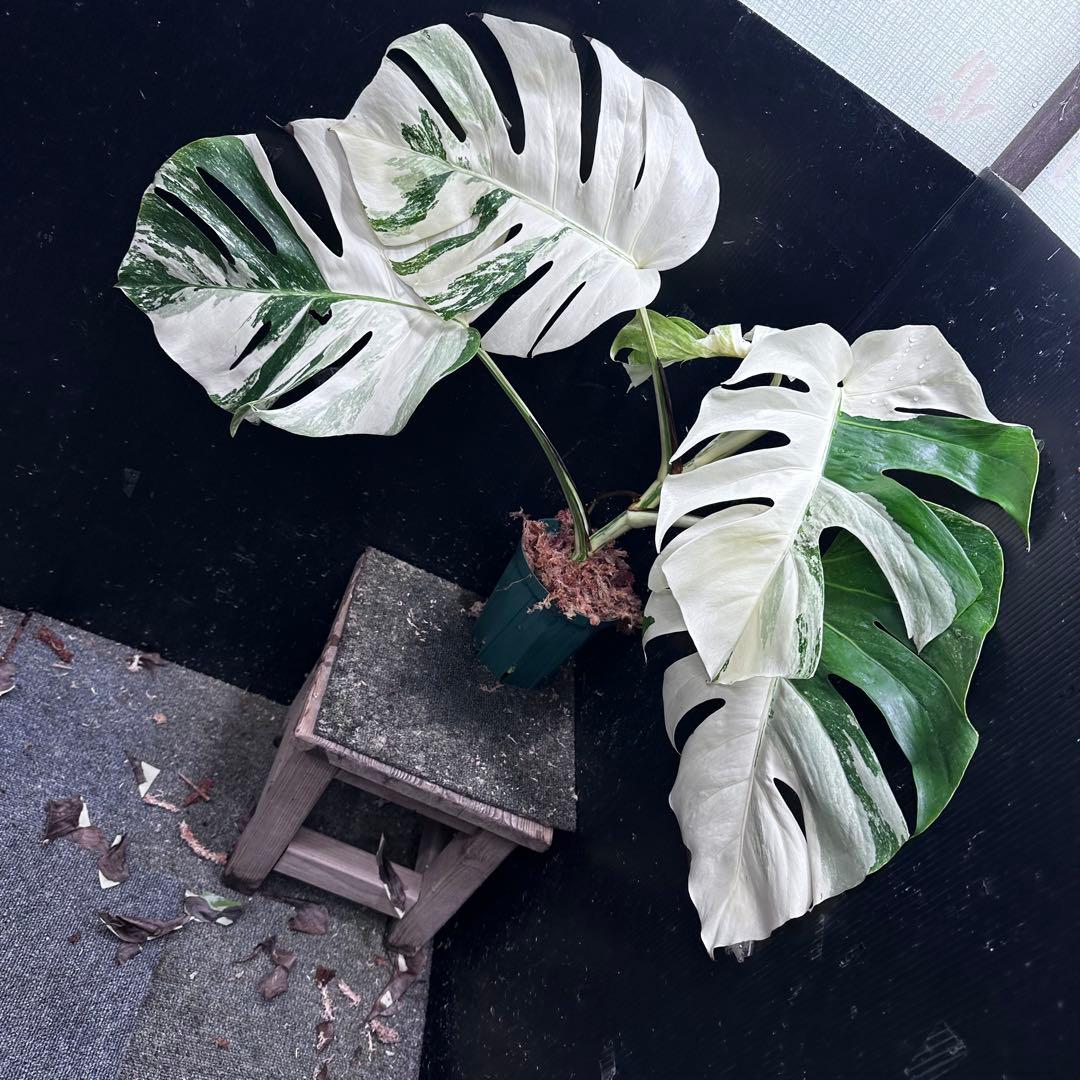 D*l様 斑入りモンステラ ホワイトタイガー極美大株56cm白斑多 - メルカリ