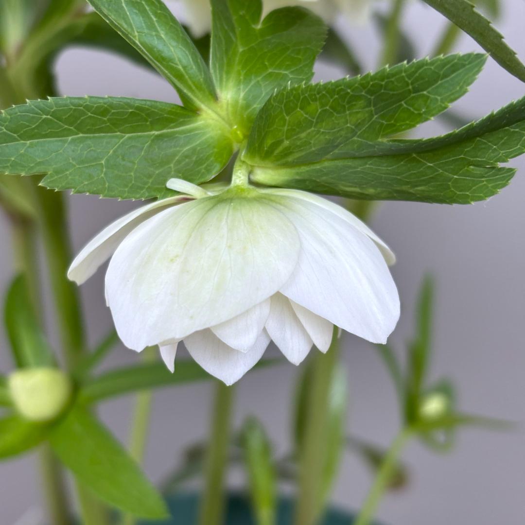 クリスマスローズ♡ddホワイトフラッシュ♡加藤農園♡未株分け夏越し株