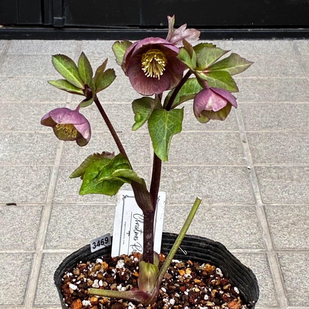 ラ*ク様 3469☘️花、タグ付き☘️⭐️あずき色⭐️小輪⭐️コロコロカップ⭐️