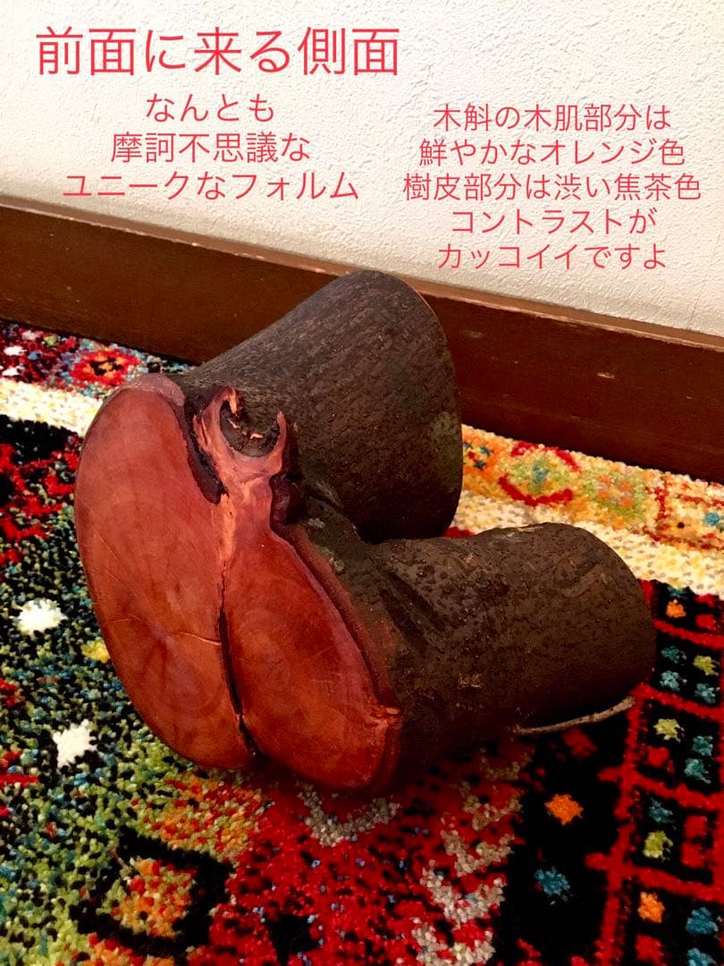 希少縁起木！天然木斛【年輪2つ！森と大自然の切り株飾り台