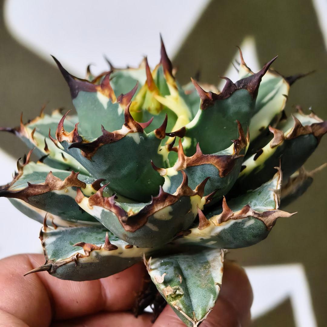 613【上澳園芸】アガベ チタノタ 姫厳竜錦 白覆輪斑 - メルカリ