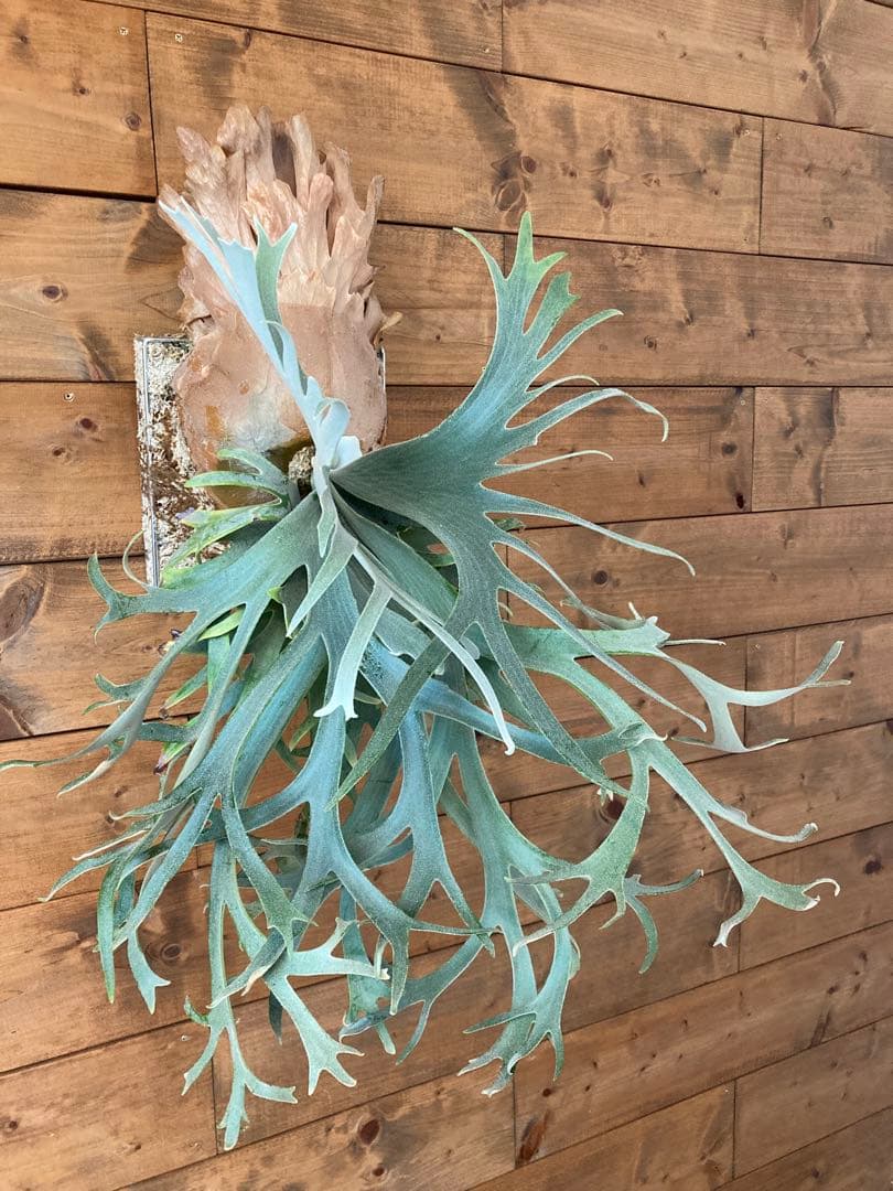 ビカクシダ ウィリンキー “セーラーマーズ