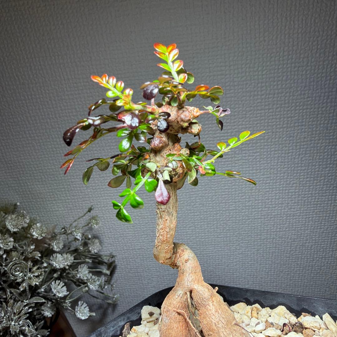 オペルクリカリアデカリー 国内実生4年 作り込み株 盆栽仕立て 芋