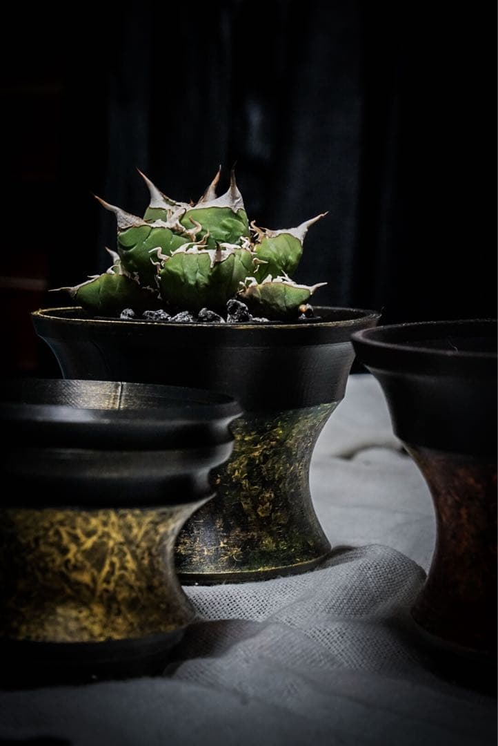 入道朱雀〜金〜 4号直径12㎝ 3dプリンター鉢 作家鉢 アガベ - メルカリ