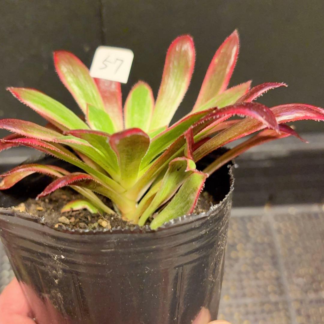 57#多肉植物アエオニウム錦❤️孔雀白錦❤️1大頭12cm拔き苗： - メルカリ