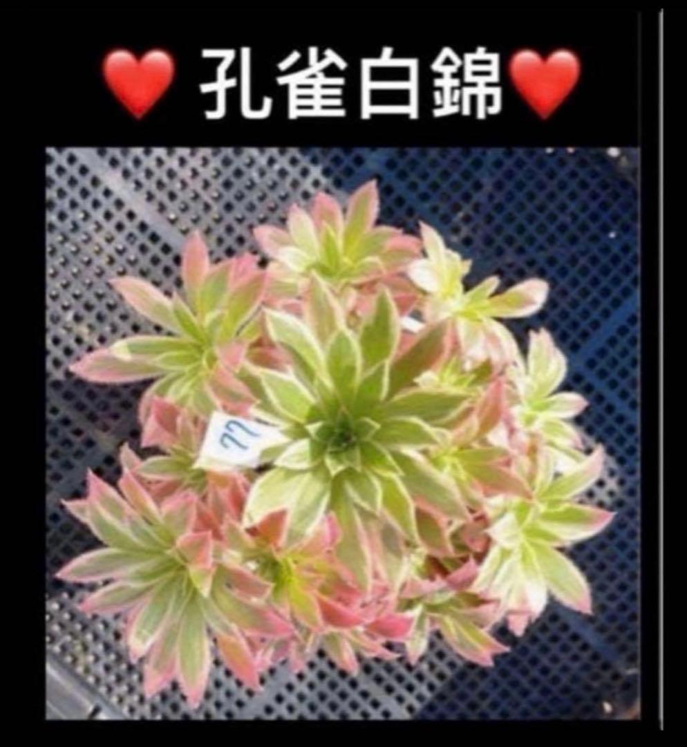 57#多肉植物アエオニウム錦❤️孔雀白錦❤️1大頭12cm拔き苗： - メルカリ