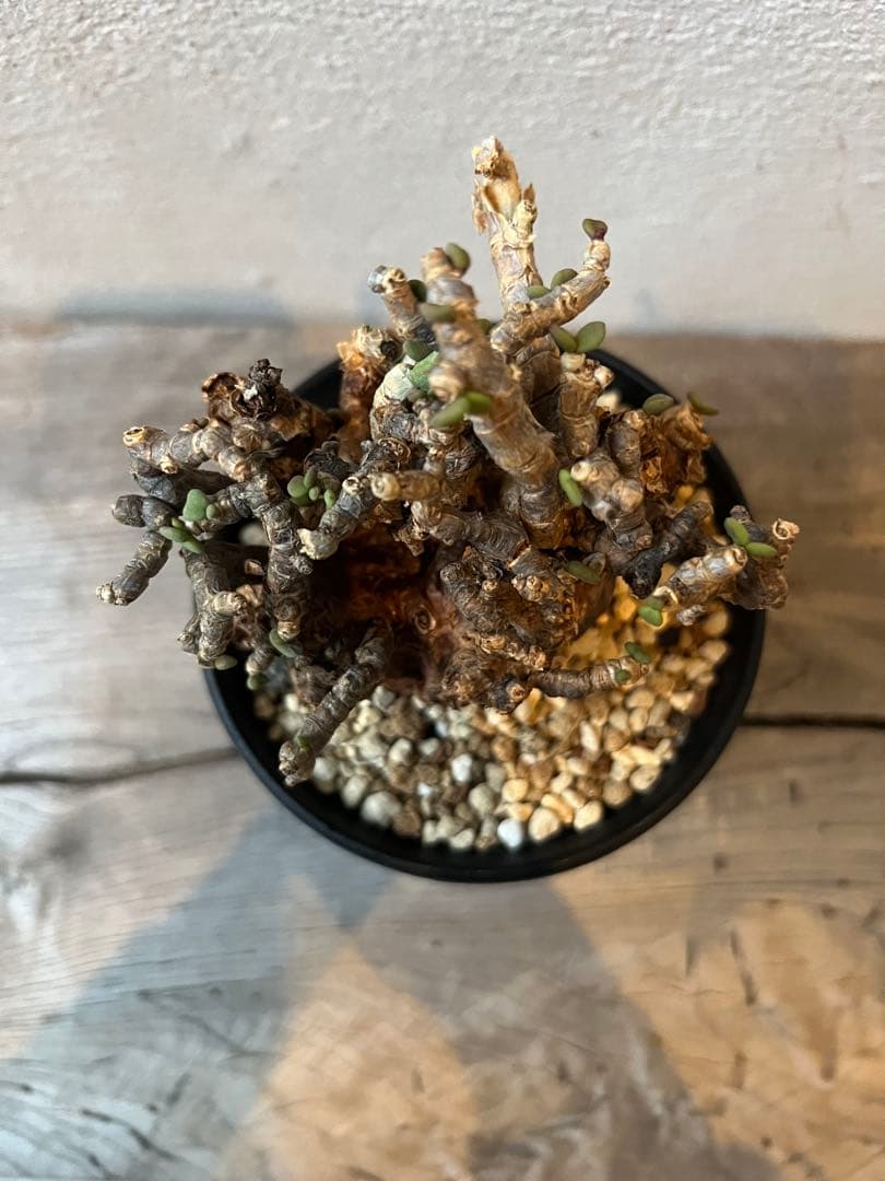 発根済 ケラリアピグマエア ベアルート株 ⑦