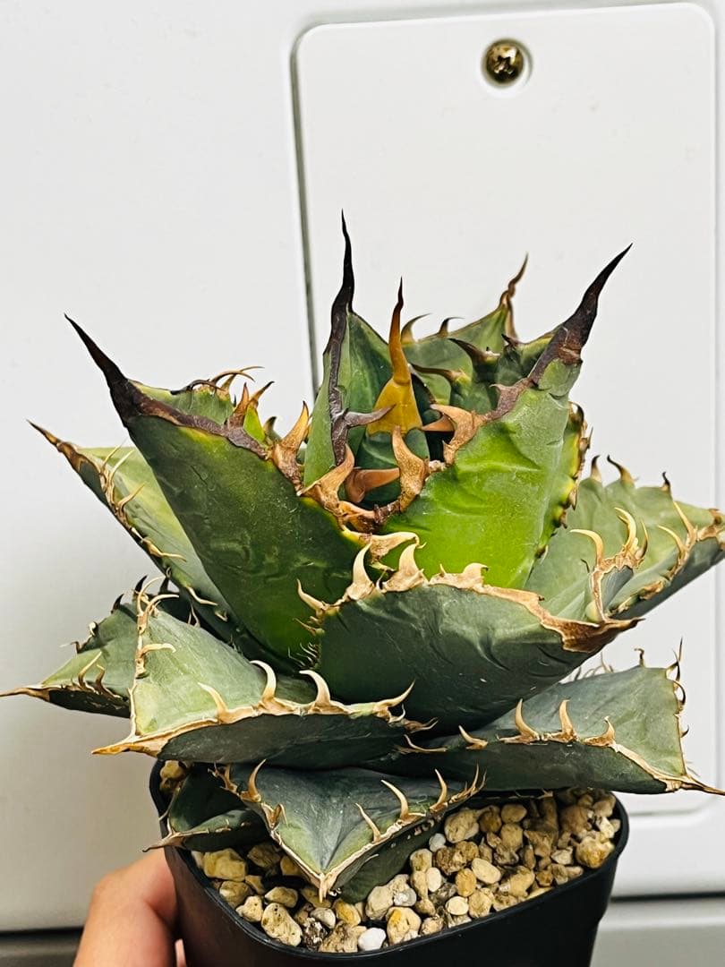 AGAVE TITANOTA GODZILLA OC 胴切り子株 - メルカリ