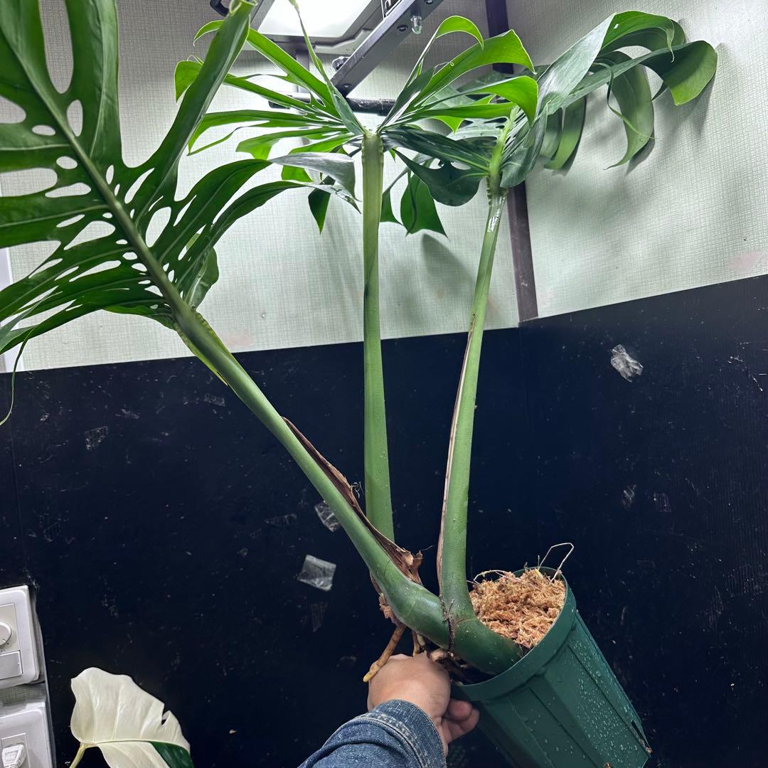 モンステラデリシオーサマクロコズム大型葉希少系統鉢植え高さ80㎝超大株