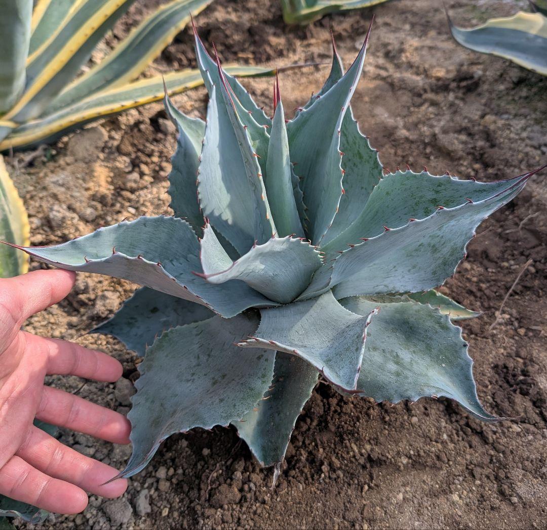 シンボルプランツに最適! アガベ☆ オバティフォリア 実生株　ドライガーデン映え オバティフォリア実生先生のお家に行って来たー😊 デカい，かっこいい