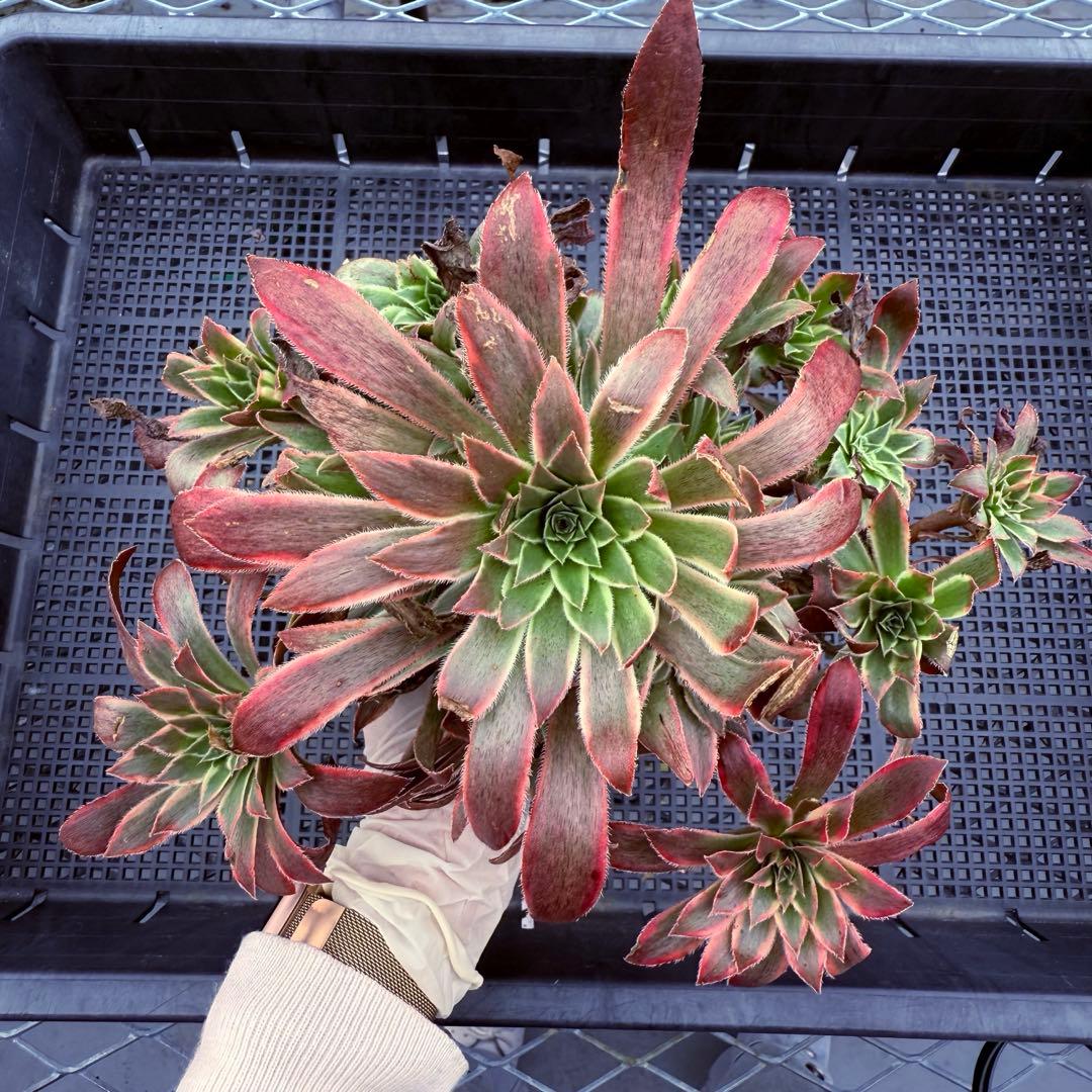 新入荷 アエオニウム フェニックスフレイム錦(古株群生) 法師錦 - メルカリ