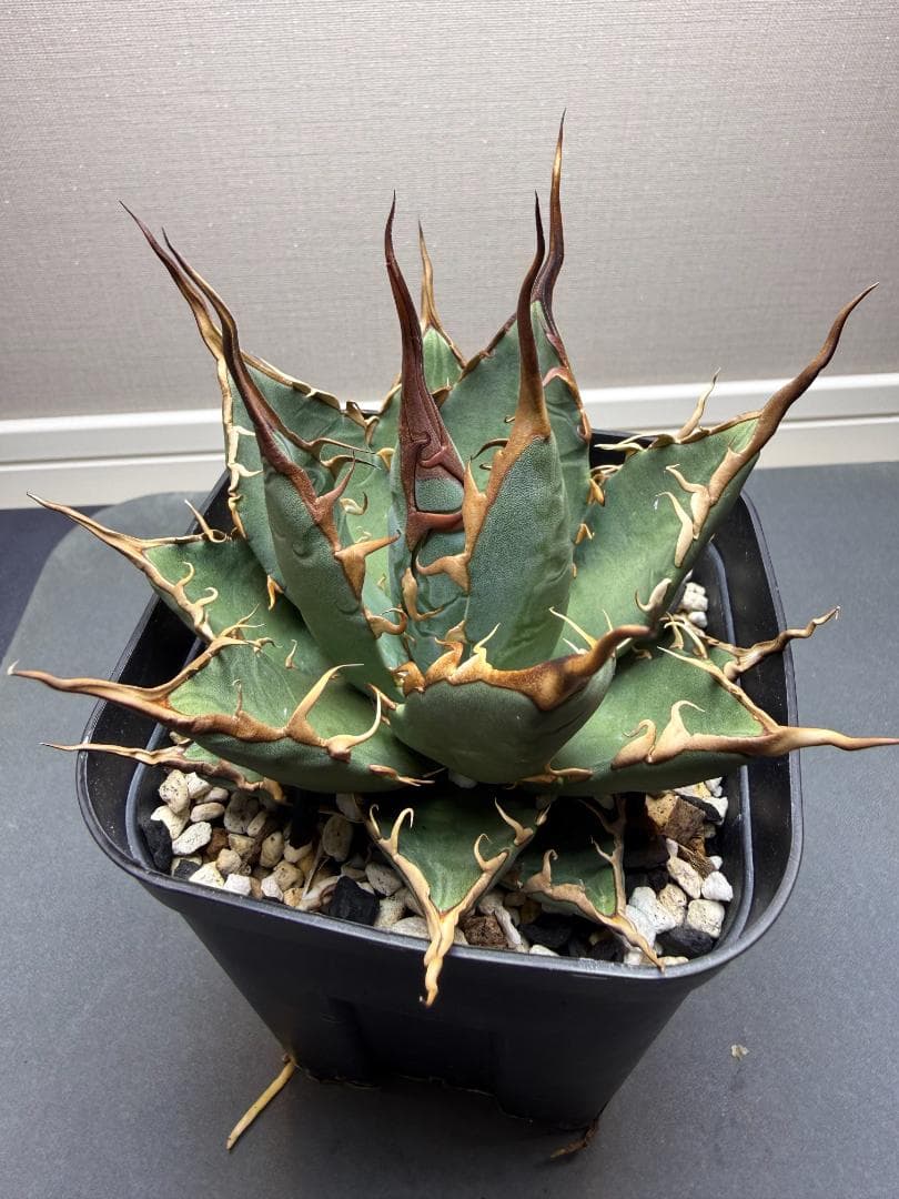 アガベ エボリスピナ × BB （ハイブリッド） 親株 - メルカリ