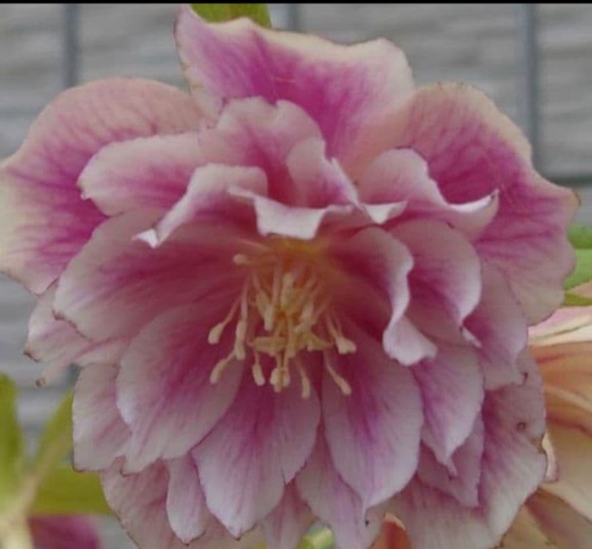 ☆クリスマスローズ： 広瀬園芸・ 【ピンクぼかしオーレアDD】蕾付き