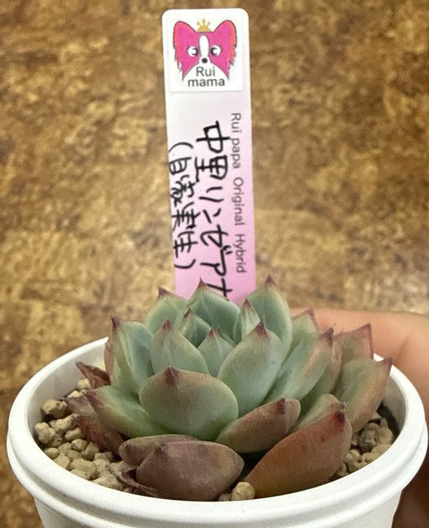 ルイパパさん苗 ママコレ 中里リンゼアナ 自家実生 札付き - メルカリ