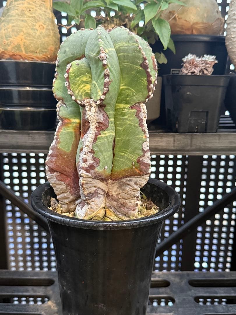 アストロフィツム ランポー玉 斑入り 超大株