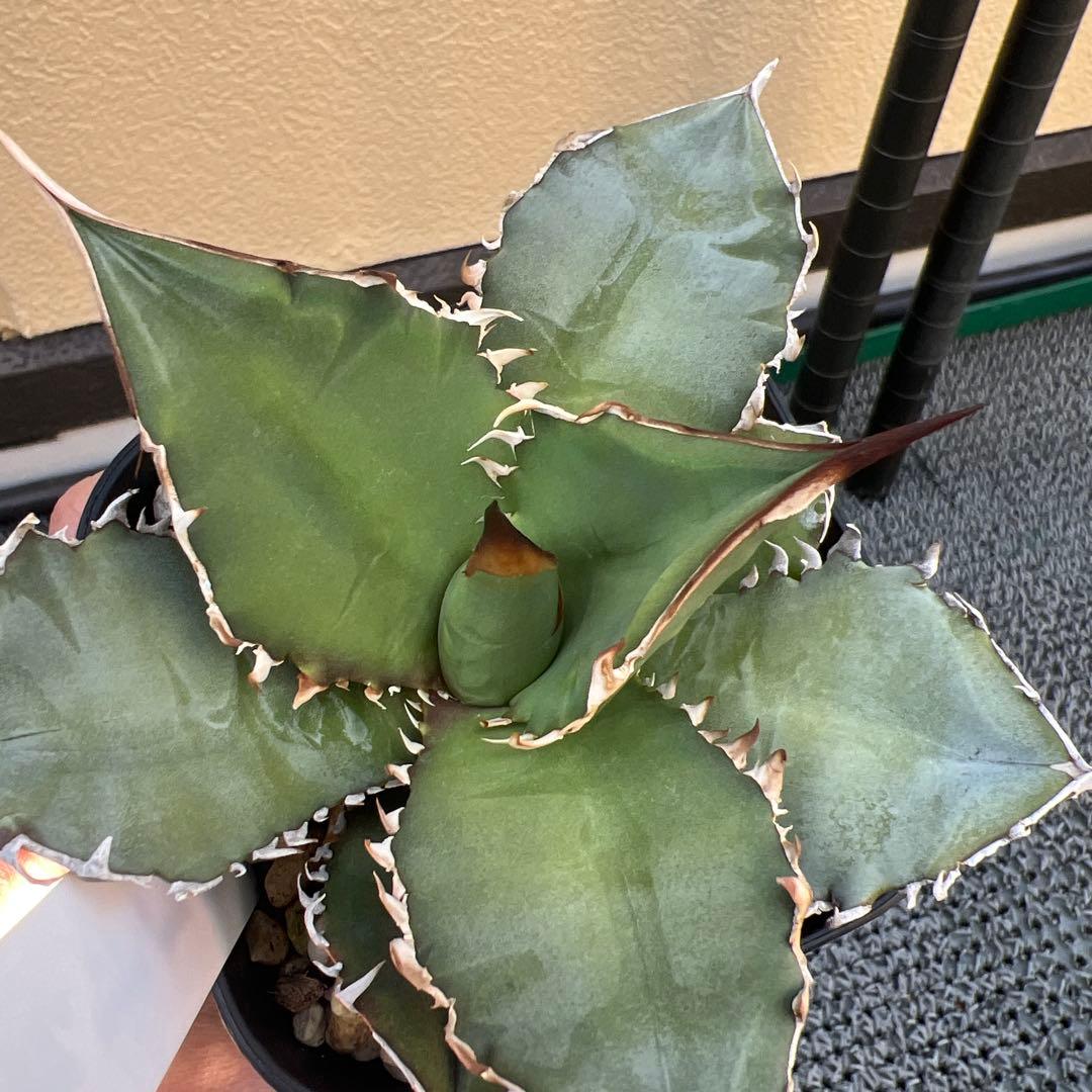 アガベ チタノタ オテロイ実生 - メルカリ