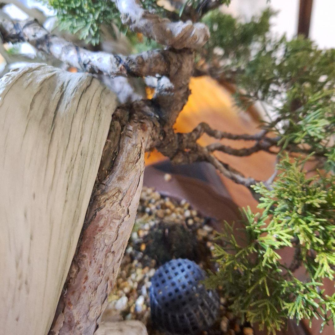 糸魚川真柏 創作盆栽 タヌキ 松 真柏 - メルカリ