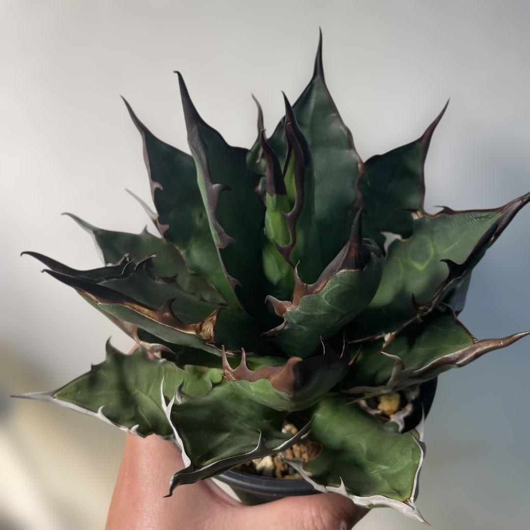 蝦*江様 アガベ ハイブリッド キシロナカンサ×チタノタ キシロチタ