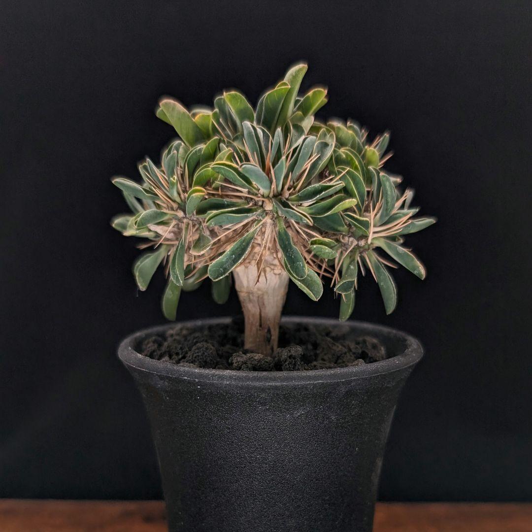 ユ*ケ様 ユーフォルビア、ギラウミニアナ、実生（プラ鉢） - メルカリ