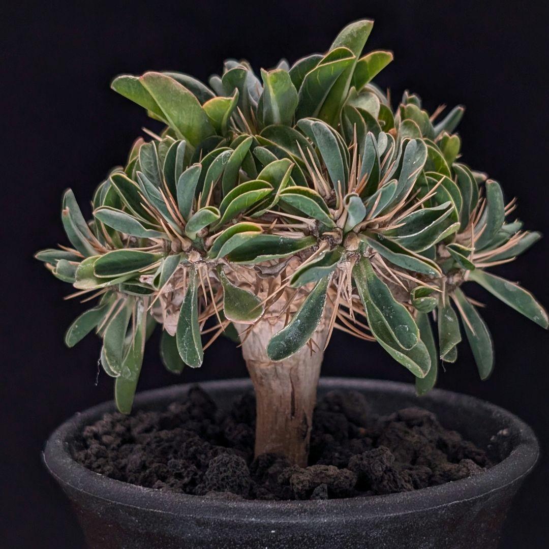 ユ*ケ様 ユーフォルビア、ギラウミニアナ、実生（プラ鉢） - メルカリ