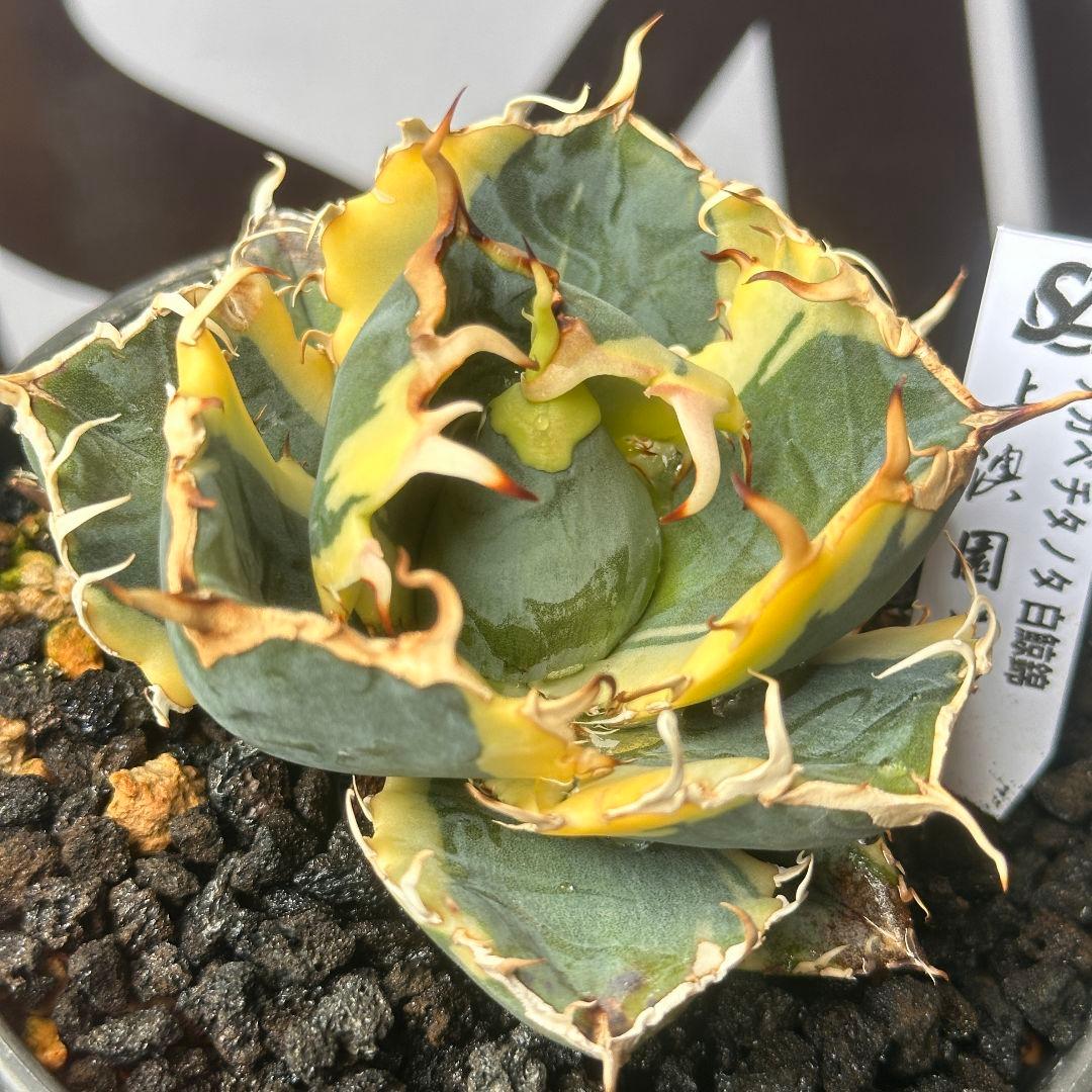 111【上澳園芸】 アガベ チタノタ 白鯨錦（永久斑）安定錦 - メルカリ