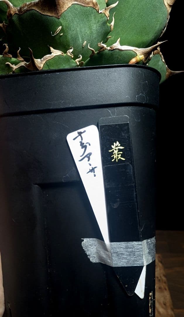 【毒刺産】\"キングアーサー／亞瑟王\" 　mr.kusamuraプランツタグ付