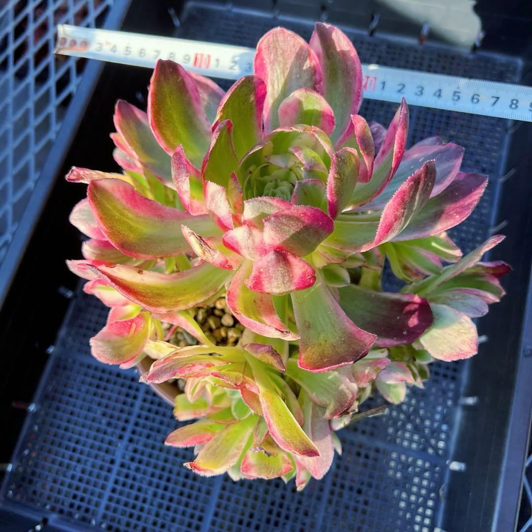 新入荷 超レア新品種 アエオニウム アクアマン(ブーケ群生) 法師錦 (大