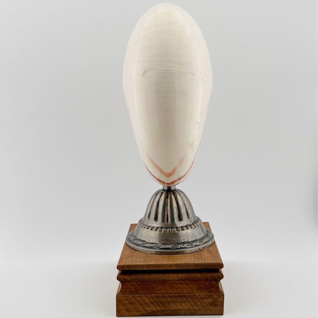 オウムガイ 標本 貝殻 インテリア アート アンティーク 貝 オブジェ