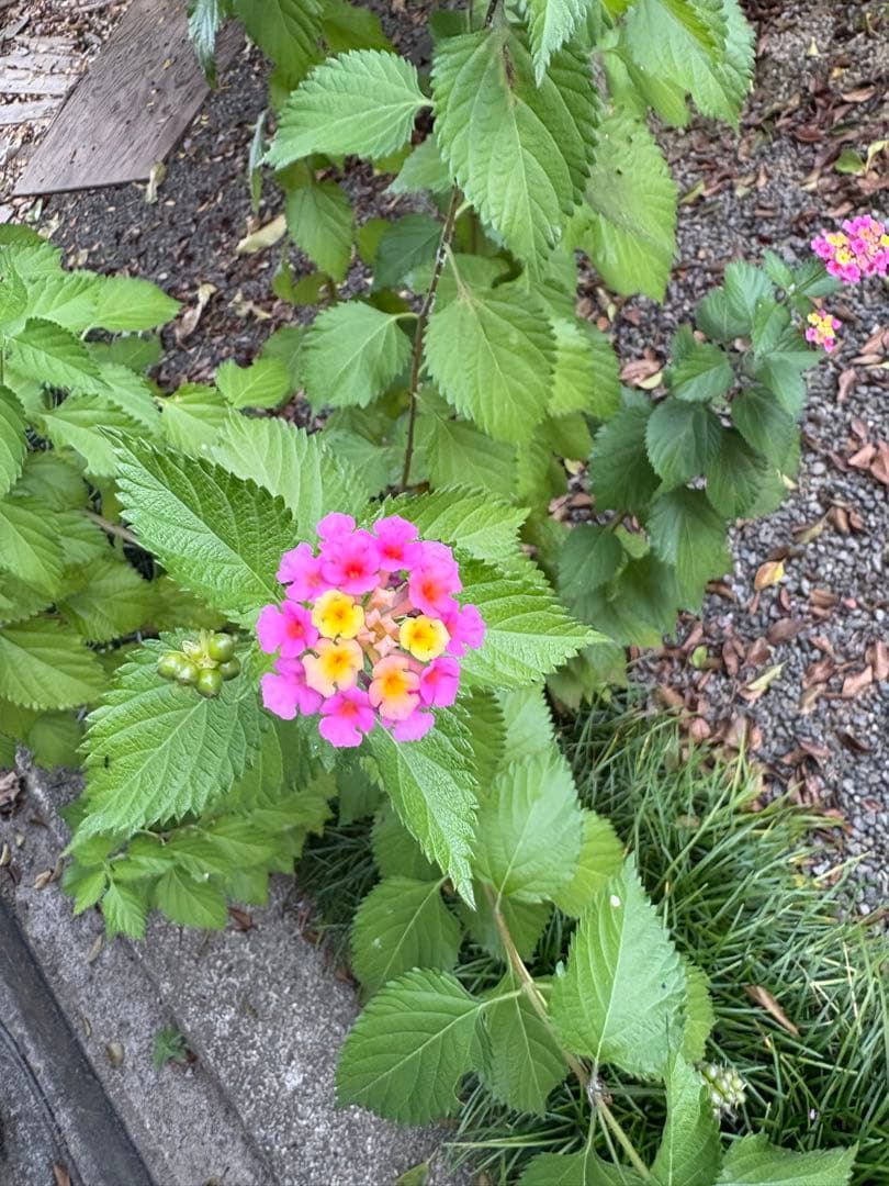 山田 Amazon.co.jp: 山田くんとLv999の恋をする(8) (MFC) : ましろ: 本