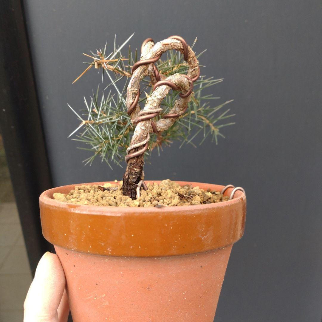 杜松 トショウ ミニ 小品 盆栽 素材 - メルカリ