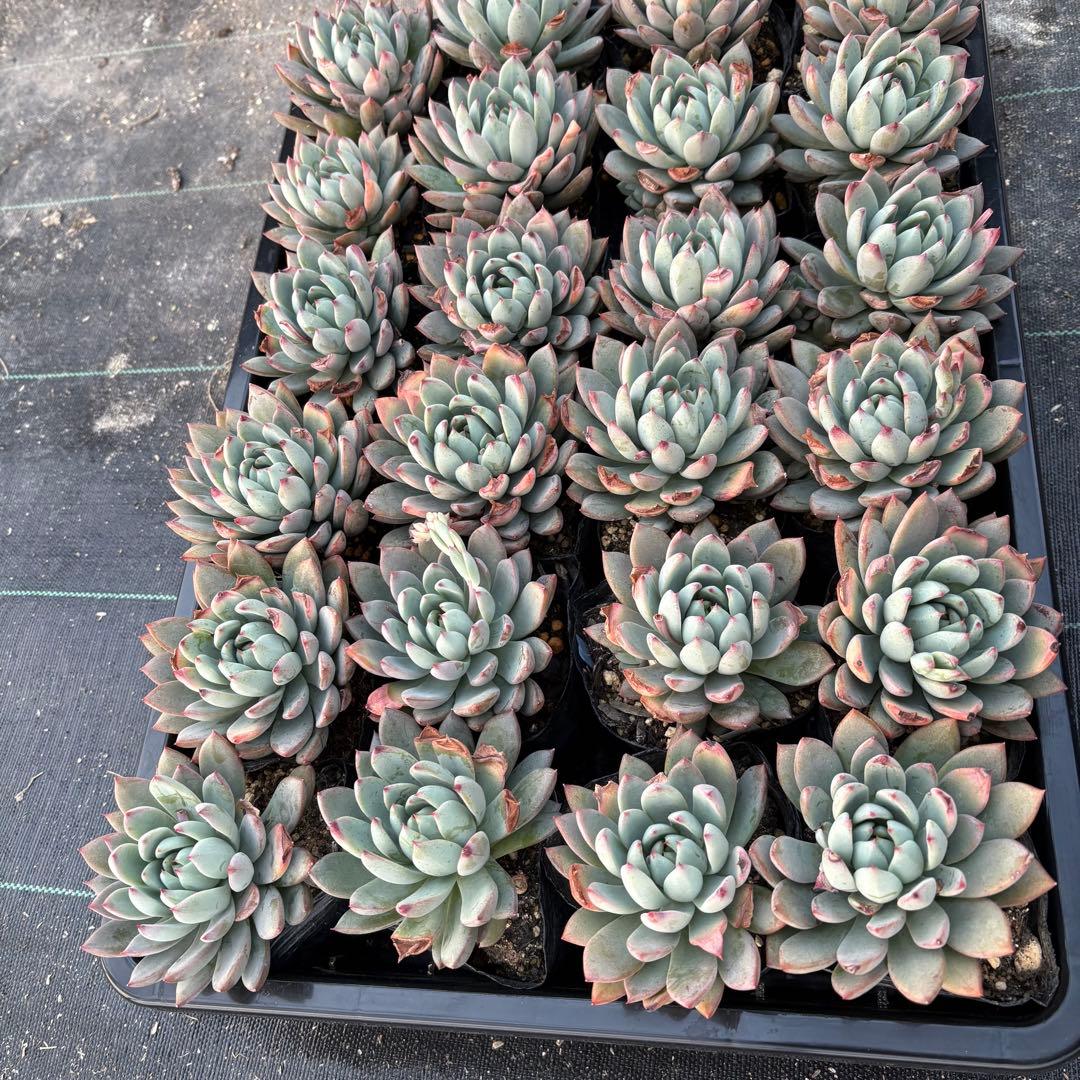 ☆彩乃助☆様 おまとめ追加用