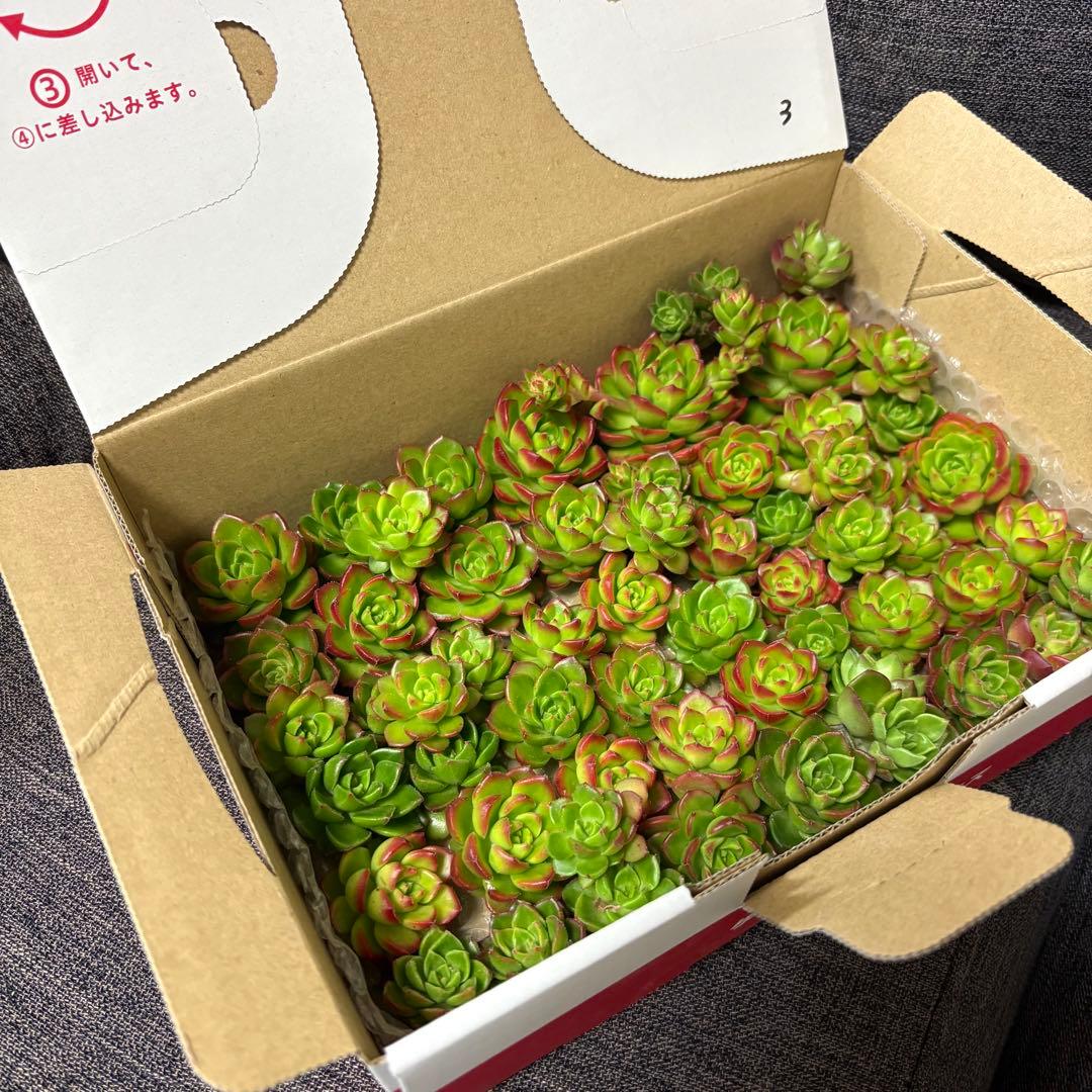 ☆彩乃助☆様 おまとめ追加用